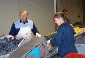 Luis Cañas, 80, helps employees sort incoming grapes at his state of the art winery in the village of Villabuena, where 90% of the 325 inhabitants work with wine.